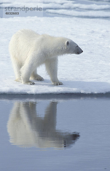 Eisbär (Ursus maritimus)  Spitzbergen  Svalbard  Arktischer Ozean