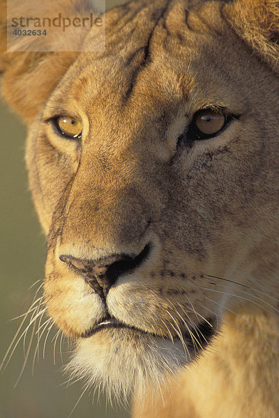 Löwe (Panthera leo)  Naturschutzgebiet Masai Mara  Kenia  Afrika