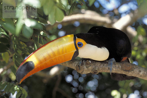 Riesentukan (Ramphastos toco) auf einem Baum  Pantanal  Brasilien  Südamerika