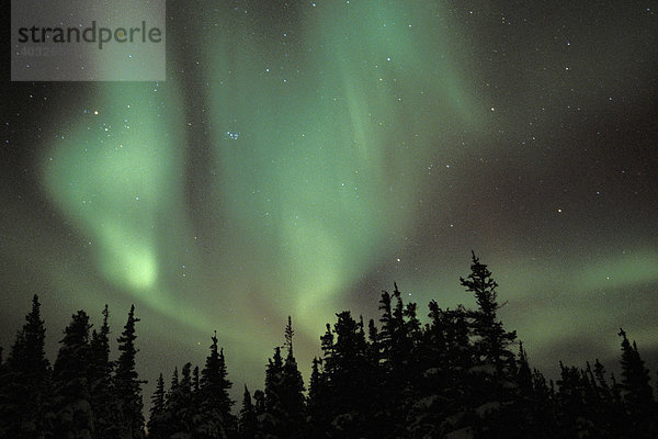 Polarlicht (Aurora borealis)  Kanada
