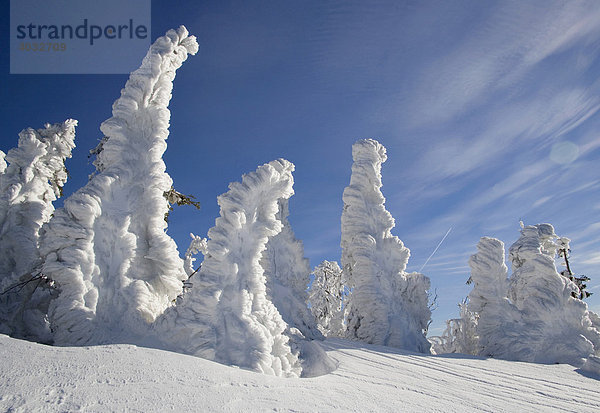 Schneebedeckte Gemeine Fichten (Picea abies)  Bayerischer Wald  Bayern  Deutschland  Europa