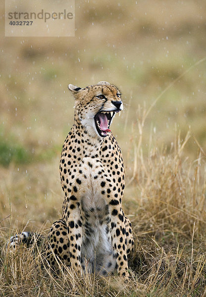Männlicher Gepard (Acinonyx jubatus)  Masai Mara  Kenia  Afrika