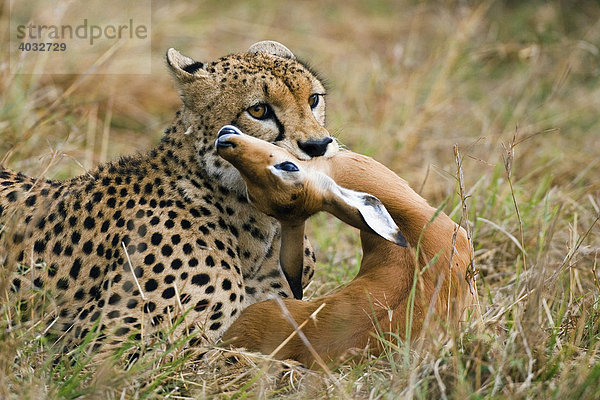 Männlicher Gepard (Acinonyx jubatus)  Impala im Maul  Masai Mara  Kenia  Afrika