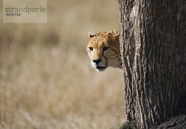 Gepard (Acinonyx jubatus)  versteckt sich hinter einem Baum  Masai Mara  Kenia  Afrika