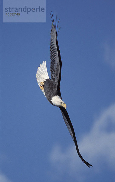 Weißkopfseeadler (Haliaeetus leucocephalus) im Flug