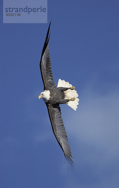 Weißkopfseeadler (Haliaeetus leucocephalus) im Flug