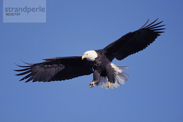 Weißkopfseeadler (Haliaeetus leucocephalus) im Flug