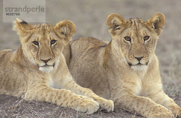 Zwei Löwen (Panthera leo)  Masai Mara Naturschutzgebiet  Kenia  Afrika