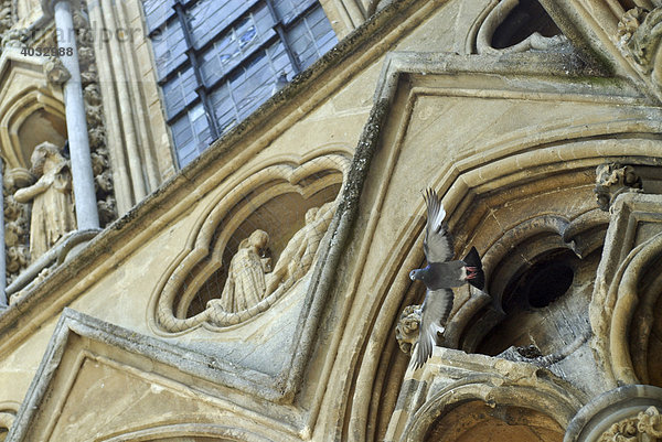 Taube fliegt bei St. Andrew's Cathedral  Gotik  Kathedrale  Wells  Mendip  Somerset  England  Großbritannien  Europa