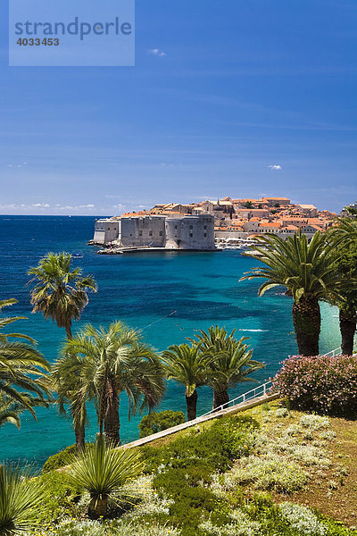Palmen vor Blick auf Altstadt und Weltkulturerbe Dubrovnik  Ragusa  Dubrovnik-Neretva  Dalmatien  Kroatien  Europa