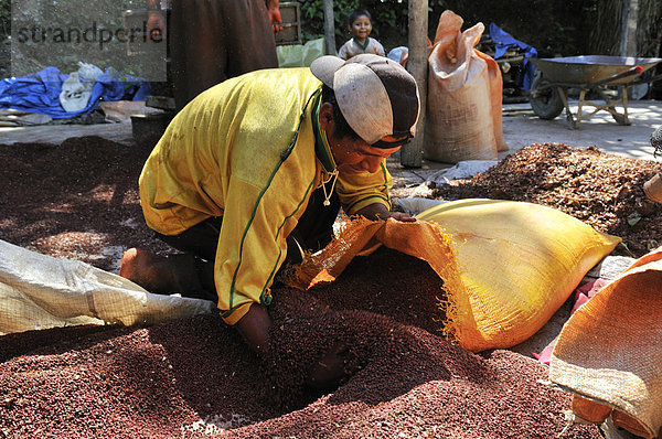 Bauer füllt Sack mit Annatto-Samen (Bixa orellana)  aus denen roter Farbstoff für Lebensmittel und Kosmetika gewonnen wird  Via Exaltacion  Caranavi  Bolivien  Südamerika