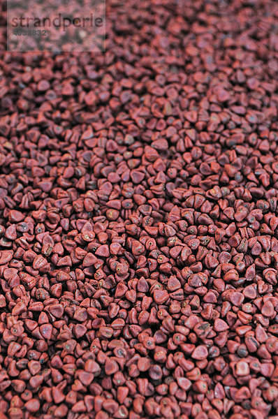 Samen des Annatto Strauchs (Bixa orellana) aus denen der rote Farbstoff Annatto für Lebensmittel und Kosmetika gewonnen wird  Via Exaltacion  Caranavi  Bolivien  Südamerika