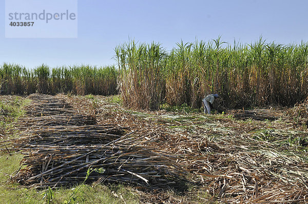 Zuckerrohr Ernte  Produktion von Ethanol und Biodiesel  Montero  Santa Cruz  Bolivien  Südamerika