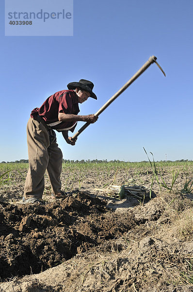 Alter Mann baut Zuckerrohr für die Produktion von Biodiesel an  Montero  Santa Cruz  Bolivien  Südamerika