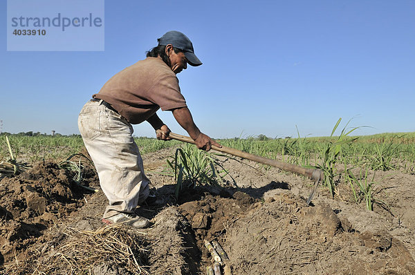Liliputaner baut Zuckerrohr für die Produktion von Biodiesel an  Montero  Santa Cruz  Bolivien  Südamerika