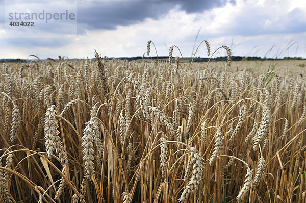 Getreidefeld  Weizen  Isental bei Dorfen  Oberbayern  Bayern  Deutschland  Europa