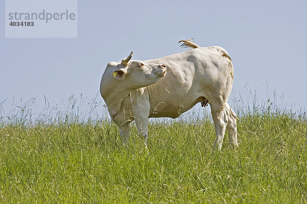 Kuh  Rind  Charolais  steht auf Weide