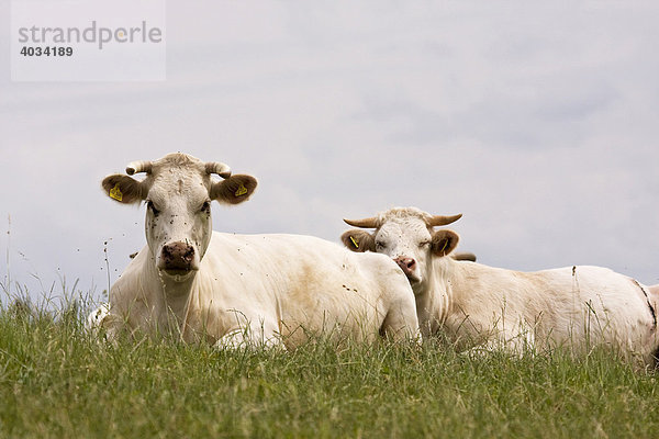 Zwei Charolais Rinder liegen auf Weide