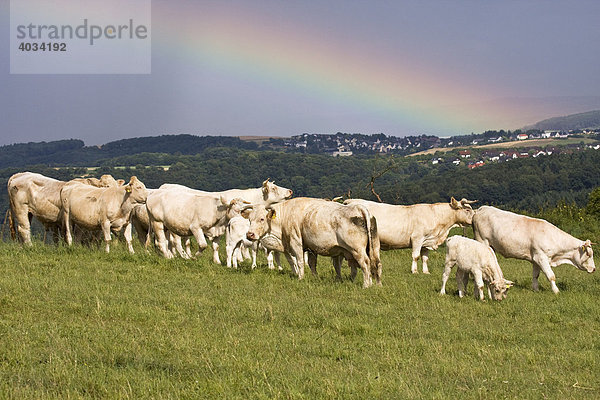 Charolais (Bos taurus) Rinderherde steht auf der Weide unter Regenbogen