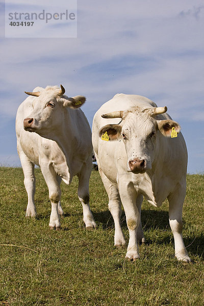 Zwei Rinder stehen auf der Weide  Charolais (Bos taurus)
