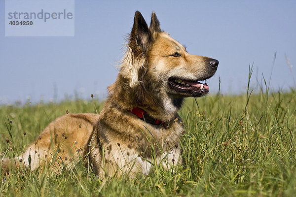 Belgischer Schäferhund Mischling liegt auf Wiese