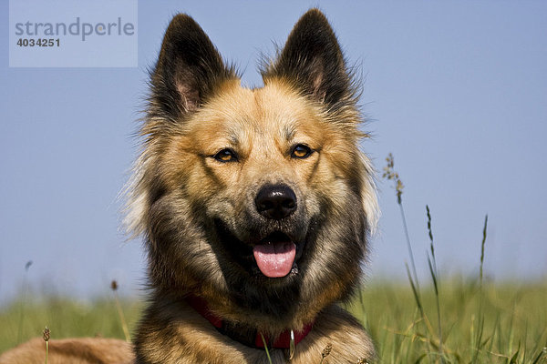 Belgischer Schäferhund Mischling  Portrait