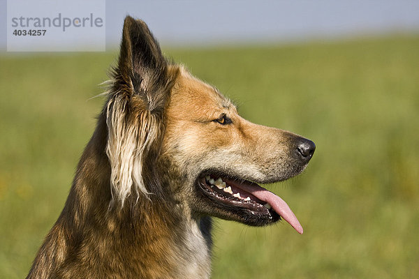 Belgischer Schäferhund Mischling  Portrait