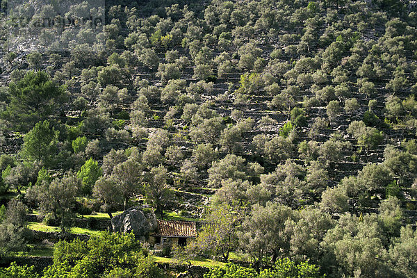 Oliventerrassen bei Caimari  Serra de Tramuntana  Mallorca