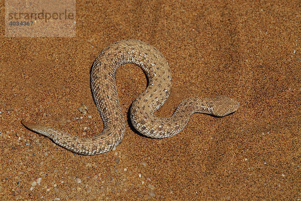 Seitenwinder-Schlange  Zwergpuffotter (Bitis peringueyi)  Namib-Wüste bei Swakopmund  Namibia  Afrika