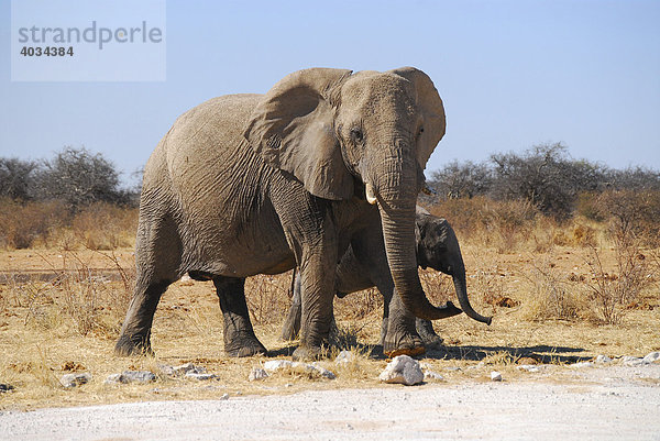 Elefant (Loxodonta africana) mit Jungtier  Etosha-Nationalpark  Namibia  Afrika