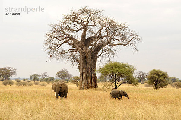 Elefanten (Loxodonta africana) unter Baobab-Baum  Affenbrotbaum (Adansonia digitata)  Tarangire-Nationalpark  Tansania  Afrika