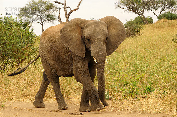 Elefant (Loxodonta africana)  Tarangire-Nationalpark  Tansania  Afrika