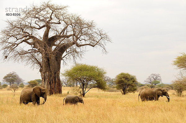 Elefanten (Loxodonta africana) unter Baobab-Baum  Affenbrotbaum (Adansonia digitata)  Tarangire-Nationalpark  Tansania  Afrika