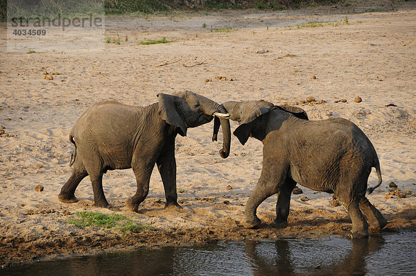 Kämpfende Elefantenbullen (Loxodonta africana) am Ufer des Tarangire-Flusses  Tarangire-Nationalpark  Tansania  Afrika