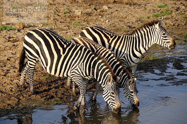 Zebras (Equus quagga) am Ufer des Tarangire-Flusses  Tarangire-Nationalpark  Tansania  Afrika Equus quagga Steppenzebra