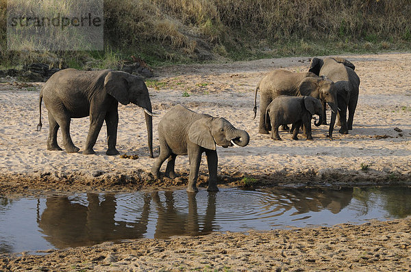 Elefanten (Loxodonta africana) am Ufer des Tarangire-Flusses  Tarangire-Nationalpark  Tansania  Afrika