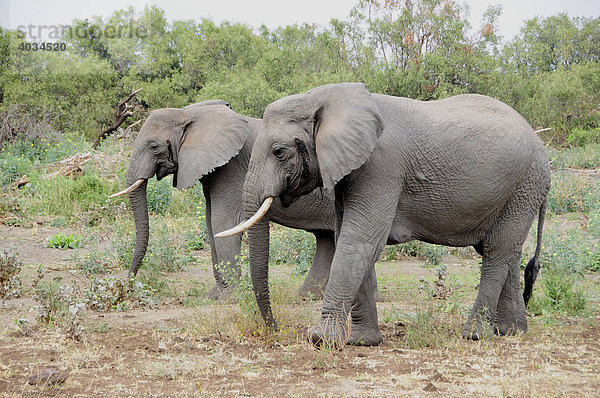 Elefanten (Loxodonta africana)  Lake Manyara Nationalpark  Tansania  Afrika