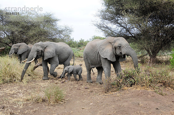 Elefanten mit Jungem (Loxodonta africana)  Lake Manyara Nationalpark  Tansania  Afrika