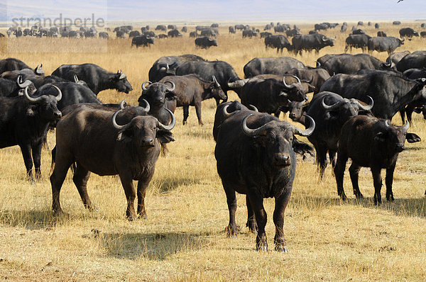 Kaffernbüffel (Syncerus caffer) im Ngorongoro-Krater  Ngorongoro Conservation Area  Tansania  Afrika
