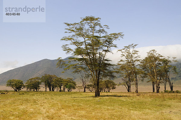 Vegetation vor dem wolkenverhangenen Rand des Ngorongoro-Kraters  Ngorongoro Conservation Area  Tansania  Afrika