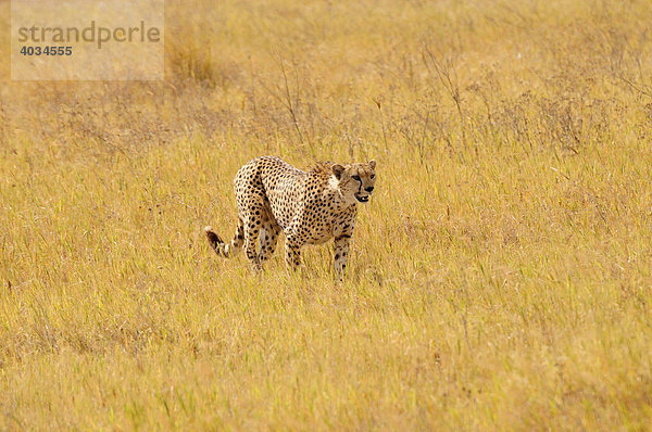 Männlicher Gepard (Acinonyx jubatus)  Ngorongoro-Krater  Ngorongoro Conservation Area  Tansania  Afrika
