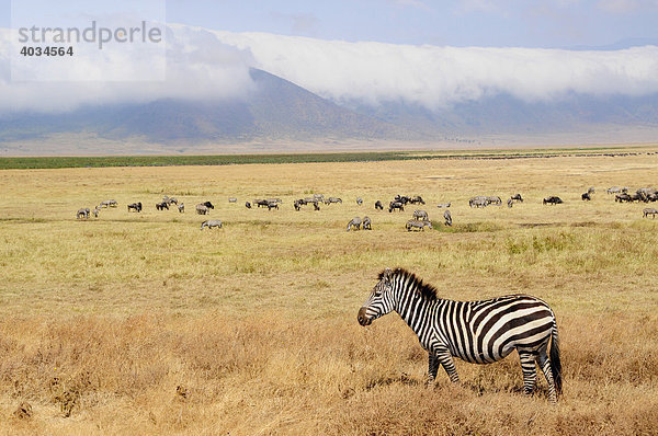 Zebra (Equus quagga) vor dem wolkenverhangenen Rand des Ngorongoro-Kraters  Ngorongoro Conservation Area  Tansania  Afrika