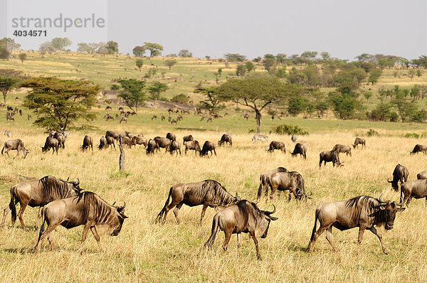 Streifengnus (Connochaetes taurinus) bei der großen Tierwanderung  Serengeti National Park  Tansania  Afrika