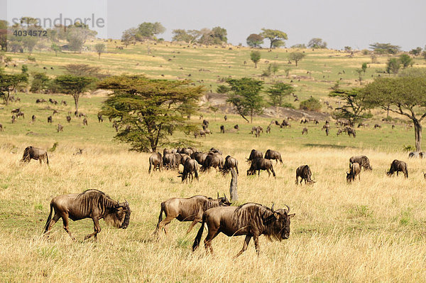 Streifengnus (Connochaetes taurinus) bei der großen Tierwanderung  Serengeti National Park  Tansania  Afrika