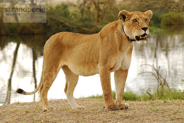 Löwin (Panthera leo) mit Sendehalsband  Serengeti National Park  Tansania  Afrika