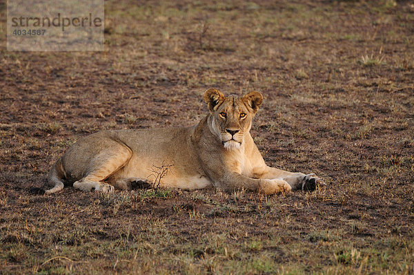 Löwin (Panthera leo)  Serengeti National Park  Tansania  Afrika