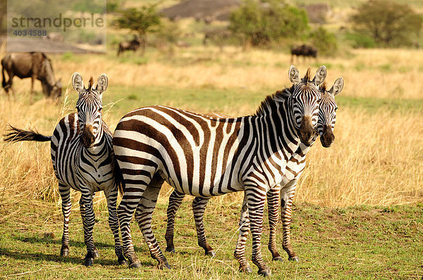 Zebras (Equus quagga) bei der großen Tierwanderung  Serengeti National Park  Tansania  Afrika Equus quagga Steppenzebra