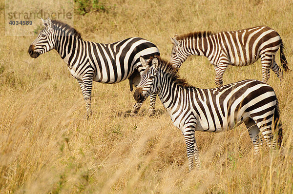 Zebras (Equus quagga) bei der großen Tierwanderung  Serengeti National Park  Tansania  Afrika Equus quagga Steppenzebra