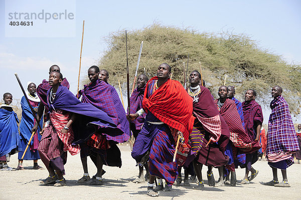 Massai bei einem traditionellen Tanz im Dorf Kiloki  Serengeti  Tansania  Afrika