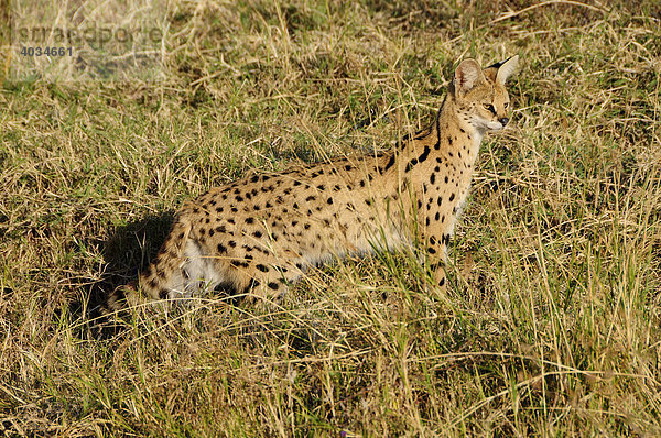 Serval (Leptailurus serval)  Ngorongoro-Krater  Ngorongoro Conservation Area  Tansania  Afrika